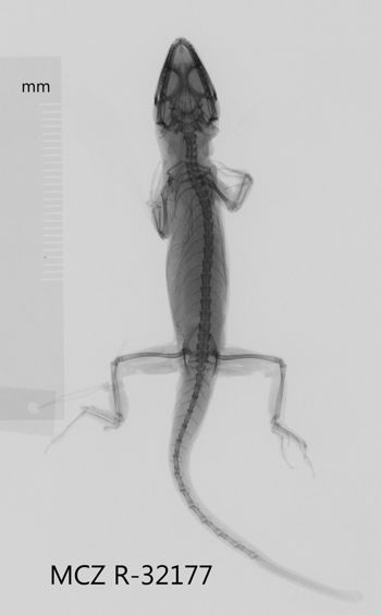 Media type: image;   Herpetology R-32177 Aspect: dorsoventral x-ray